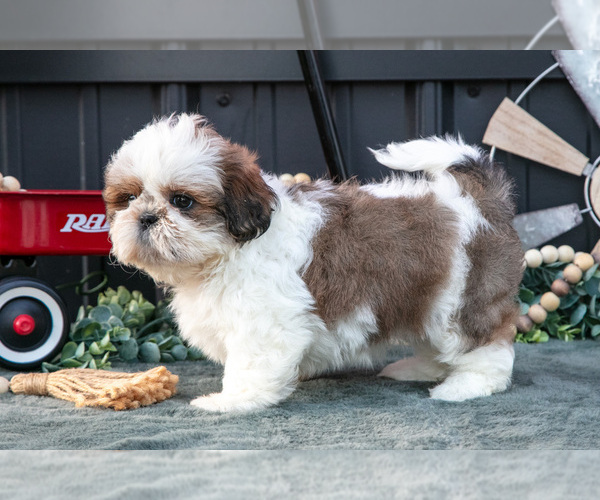 Medium Photo #15 Shih Tzu Puppy For Sale in CLARE, MI, USA