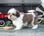 Small #1 Shih Tzu