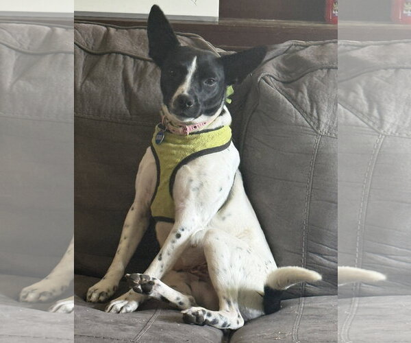 Medium Photo #2 Rat Terrier-Unknown Mix Puppy For Sale in Attalka, AL, USA
