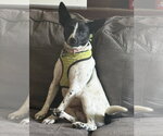 Small #1 Rat Terrier Mix