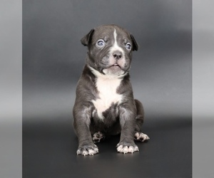 American Bully Puppy for sale in CHAMPAIGN, IL, USA