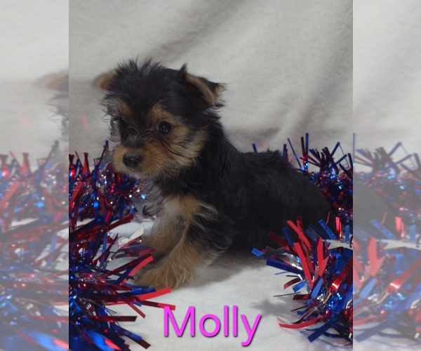 Medium Photo #3 Yorkshire Terrier Puppy For Sale in AZLE, TX, USA