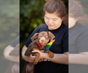 Labrador Retriever-Unknown Mix Dogs for adoption in Belleville, IL, USA