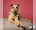 Small #8 German Shepherd Dog Mix