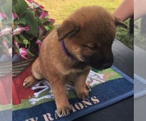Shiba Inu Puppy for sale in INALA, OK, USA