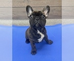 Puppy 3 French Bulldog