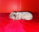 Puppy 3 American Bully
