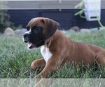 Small #5 Boxer