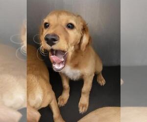 Chihuahua Dog for Adoption in San Antonio, Texas USA