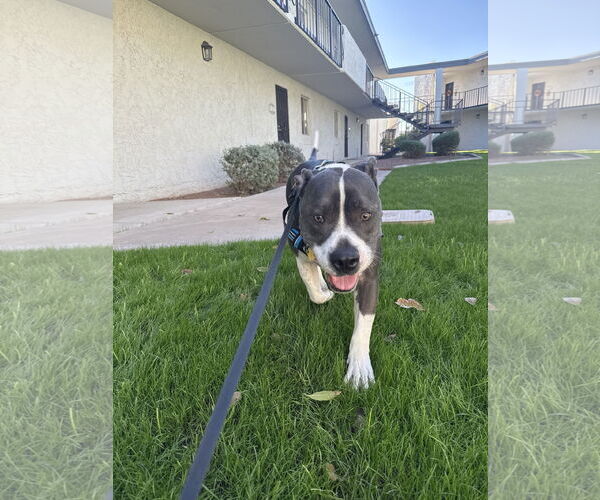 Medium Photo #4 American Pit Bull Terrier-Unknown Mix Puppy For Sale in Chandler, AZ, USA
