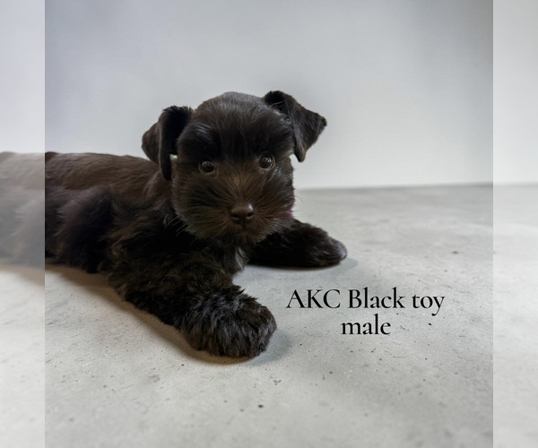Medium Photo #1 Schnauzer (Miniature) Puppy For Sale in CANTON, GA, USA
