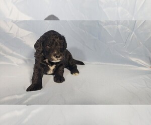 Medium Bernedoodle (Miniature)