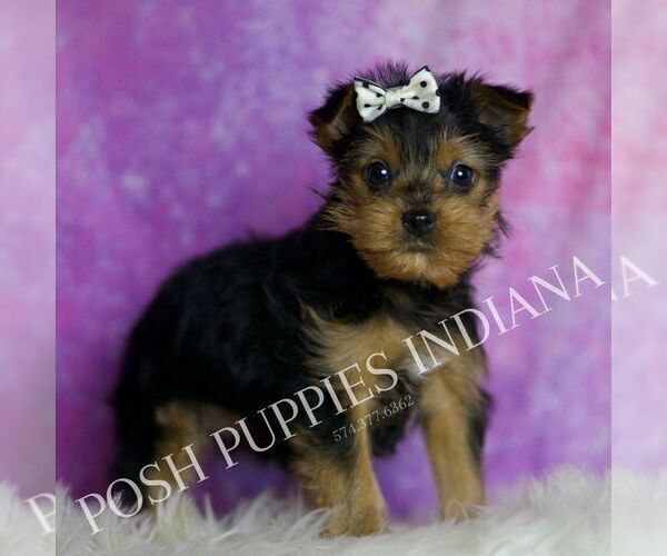 Medium Photo #55 Yorkshire Terrier Puppy For Sale in WARSAW, IN, USA