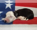 Small #3 Border Collie
