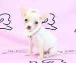 Small Photo #28 Chihuahua Puppy For Sale in LAS VEGAS, NV, USA