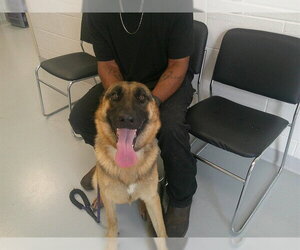 German Shepherd Dog Dogs for adoption in Ocala, FL, USA