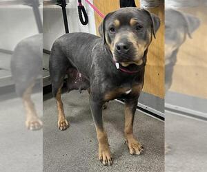 Rottweiler-Unknown Mix Dogs for adoption in Forestville, MD, USA