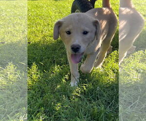 Mutt Dogs for adoption in Waseca, MN, USA
