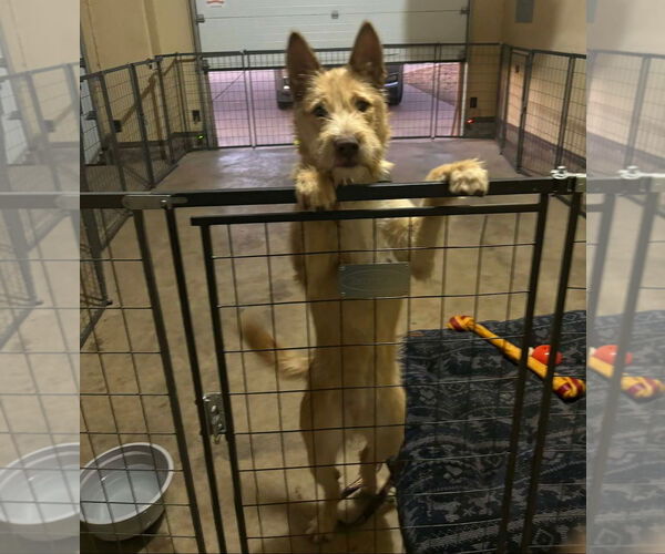 Medium Photo #3 Mutt Puppy For Sale in Grafton, WI, USA