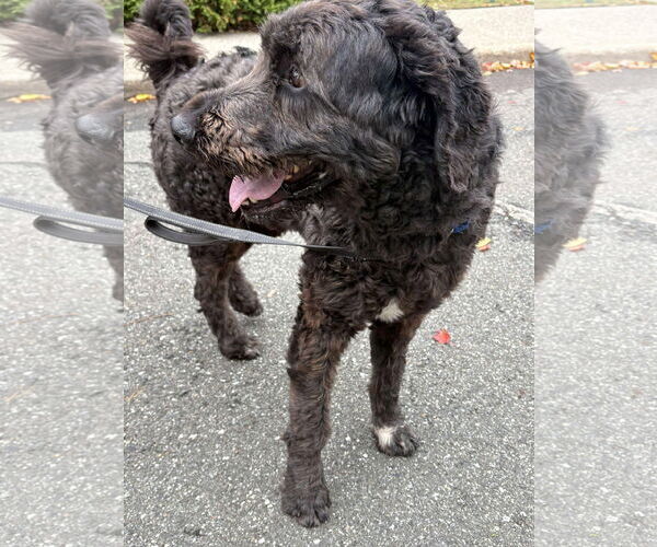 Medium Photo #3 Labradoodle Puppy For Sale in Westwood, NJ, USA