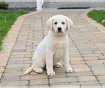 Small #11 Labrador Retriever