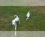 Small Photo #6 Dalmatian Puppy For Sale in RUFFIN, NC, USA