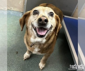 Beagle-Unknown Mix Dogs for adoption in Washington, DC, USA