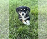 Image preview for Ad Listing. Nickname: Marley