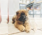 Small Photo #7 Chow Chow Puppy For Sale in WEST PALM BEACH, FL, USA