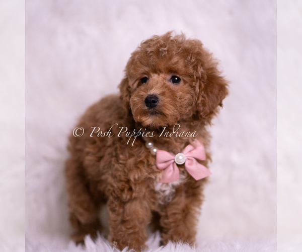 Medium Photo #3 Maltipoo (Miniature) Puppy For Sale in WARSAW, IN, USA