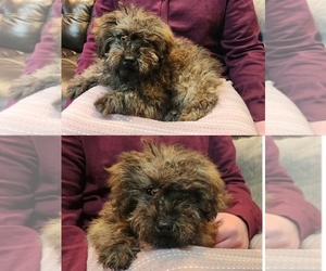 Poodle (Toy) Puppy for sale in SENECA FALLS, NY, USA