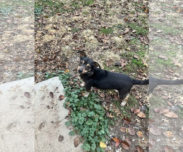 Medium Photo #1 Mutt Puppy For Sale in Fairfield, IL, USA