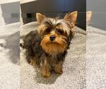 Small Photo #3 Yorkshire Terrier Puppy For Sale in PALO ALTO, CA, USA