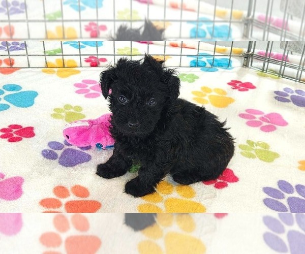 Medium Photo #11 Yorkipoo Puppy For Sale in ORO VALLEY, AZ, USA