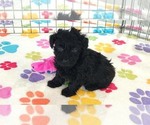Small #10 Yorkipoo