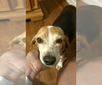 Small #2 Beagle