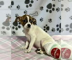 Small #2 Jack Russell Terrier Mix