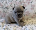 Small #7 French Bulldog