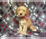 Small #8 Cavapoo