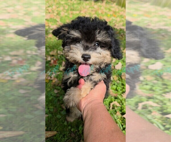 Medium Photo #1 Havapoo Puppy For Sale in TECUMSEH, MI, USA