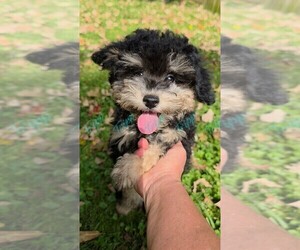 Havapoo Puppy for sale in TECUMSEH, MI, USA