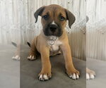 Small #3 American Staffordshire Terrier Mix