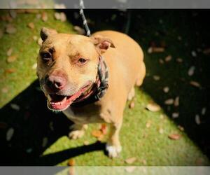 Mutt Dogs for adoption in Orlando, FL, USA