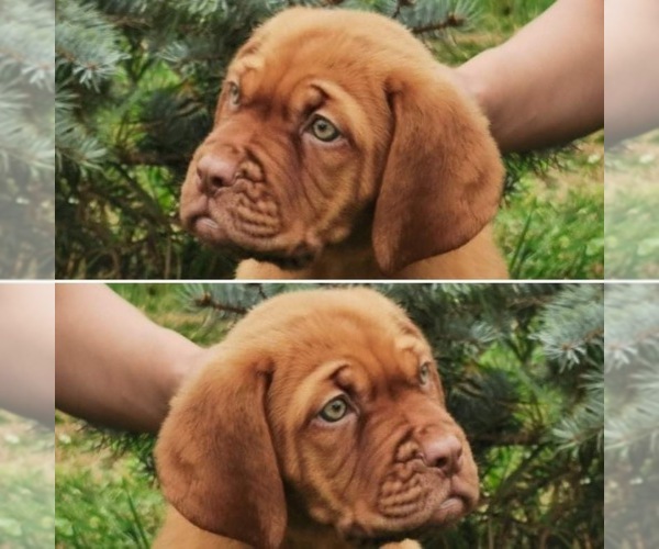Medium Photo #1 Dogue de Bordeaux Puppy For Sale in ORCHARDS, WA, USA