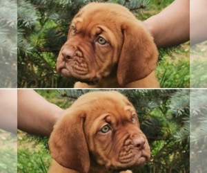 Dogue de Bordeaux Puppy for sale in ORCHARDS, WA, USA