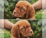 Small Photo #1 Dogue de Bordeaux Puppy For Sale in ORCHARDS, WA, USA
