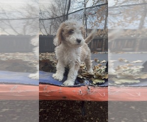 Bernedoodle Puppy for sale in GOLDEN, CO, USA