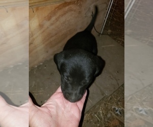 Labrador Retriever Puppy for Sale in WILLIAMSBURG, Iowa USA