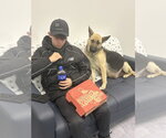 Small #6 German Shepherd Dog