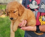 Puppy Orange Collar Golden Retriever